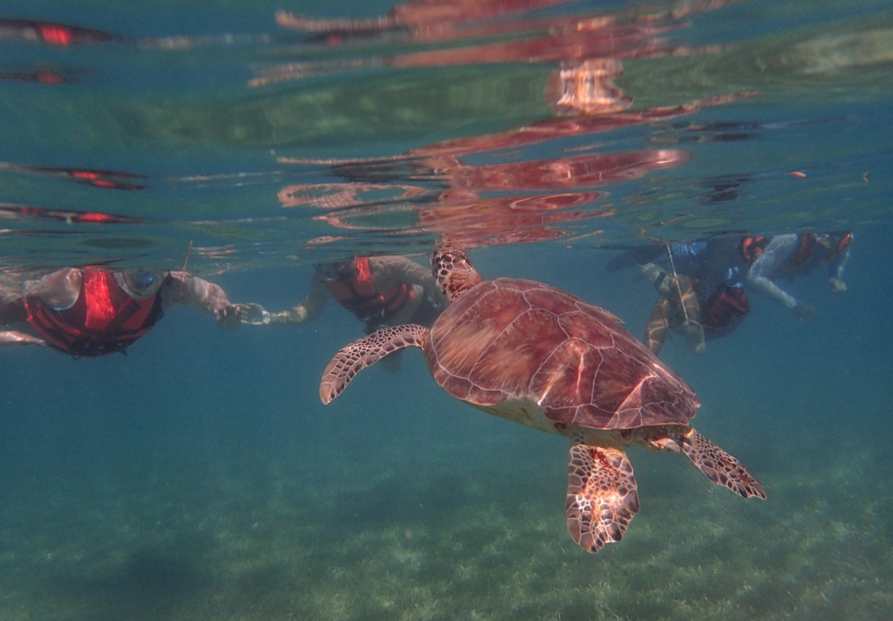 Страховка для путешествий черепаха. Черепахи плавают кругом. Где во Вьетнаме можно поплавать с черепахами.